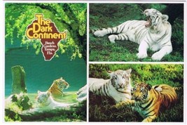 Tampa Florida Postcard White Tiger Busch Gardens Claw Island Dark Continent - £3.09 GBP