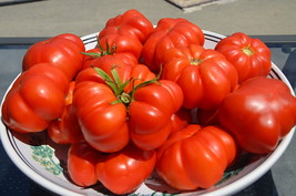 President Garfield Organic Tomato Seeds 30 Season Fresh Garden - $10.67