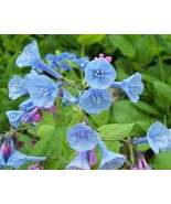 20 virginia bluebells root systems - £8.79 GBP