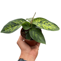 Homalomena 'Camouflage'-4" Pot - $1,757.51 MXN