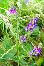 100 Cimarron Alfalfa Medicago Sativa Ground Cover Forage Purple Flower Seeds - £4.47 GBP