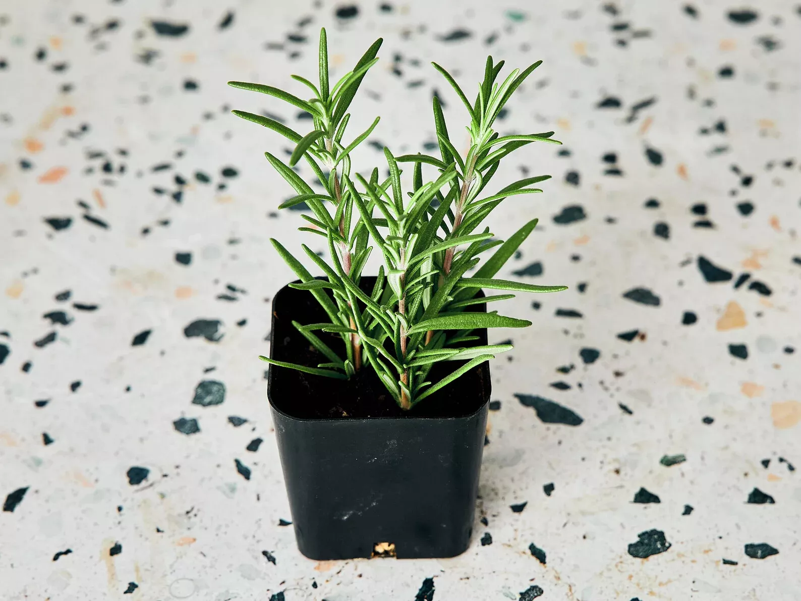 Live Plants - Rosemary - 90-120 days old , 3&quot; tall - $9.90