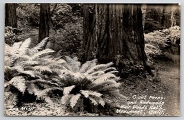 Muir Woods National Monument California Giant Ferns and Redwoods Postcard D29 - £5.53 GBP