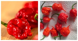 Carolina Reaper Super Hot Pepper Lot Of 3 (75+ Days Old) Live Plants - £37.56 GBP