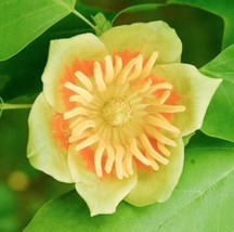 Fresh Liriodendron tulipifera Tulip Poplar Tree Whitewood Fiddletree 10 Seeds US - £19.45 GBP