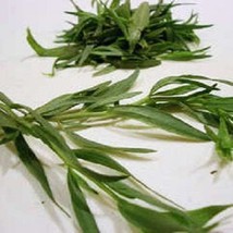 100 Tarragon Kitchen Common Dragons Wort Artemisia Dracunculus Flower Culinary H - £11.14 GBP