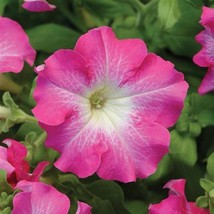 Petunia Seeds Petunia Dreams Rose Morn 250 Pelleted Seeds Fresh Gardenin... - $34.75