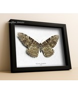 Giant White Witch Moth Thysania Agrippina XL Rare Framed Entomology Shad... - $190.72 CAD