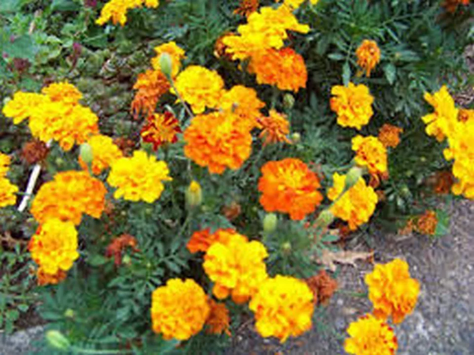 Dendi Store Marigold- French Sparky Mix-100 Seeds - $8.99