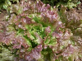 1 Gram Fresh Nongmo Red Sails Looseleaf Premium Lettuce Seedsb 42 From US  - $8.35