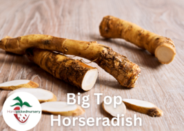 25 Big Top Horseradish Root - £50.07 GBP