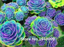 100 Seeds Rainbow Succulent Bonsai Seedling Perennial Office Mini Bonsai... - £3.78 GBP