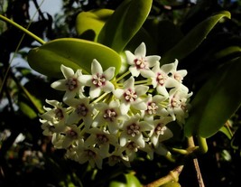 Hoya Australias Wax Flower Vine Solid Green Flowering Plant Starter - $5.94