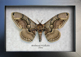 Real Owl Moth Brahmaea Wallichii Entomology Collectible Museum Quality Shadowbox - $87.99