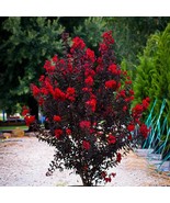 Black Diamond 'Best Red' Crepe Myrtle Tree (Lagerstroemia Indica 'Best R... - $15.00