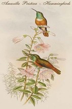 Amazilla Pristina - Hummingbirds by John Gould - Art Print - £17.29 GBP+