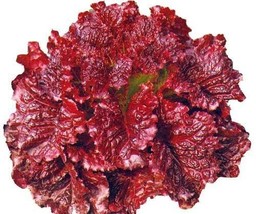 THJAR 1000 Red Leaf Lettuce Seeds Romaine Lettuce Organic Vegetable Seed Heirloo - $9.98