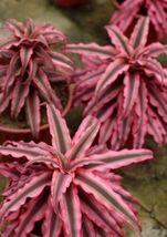 Small Starter Plant Pink Star Cryptanthus Bivittatus Aka Earth Star Bromeliad - £26.92 GBP