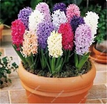 Fresh 100 Seeds Hyacinthus Orientalis Seeds Not Bulbs Mixed Purple Red Yellow Da - $6.22