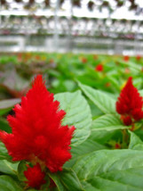 Bloomys 100 Seeds Red Forest Fire Cockscomb Celosia Plumosa - $11.39