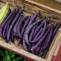 Dark Bush Bean &#39;Royal Burgundy&#39; Phaseolus vulgaris - 15 Seeds - $6.90