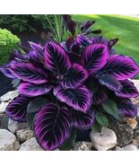 Elevate Your Home or Garden with the Graceful Purple Tip Calathea Couture - $6.99