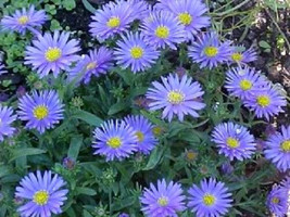 New Fresh Seeds 50 Wonder Of Staffa Aster Aster Frikartii Flower Seeds - $14.90