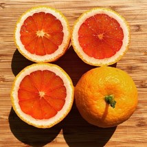 Blood Orange Tree ‘Vaniglia Sanguigno’ (Citrus sinensis), Can&#39;t ship to ... - £91.12 GBP