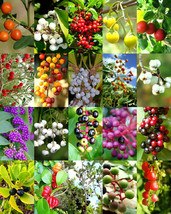 Florida Native Berries Mix, Rare Coast Plum Fruit Wild Berry Wood Seed -15 Seeds - £7.08 GBP