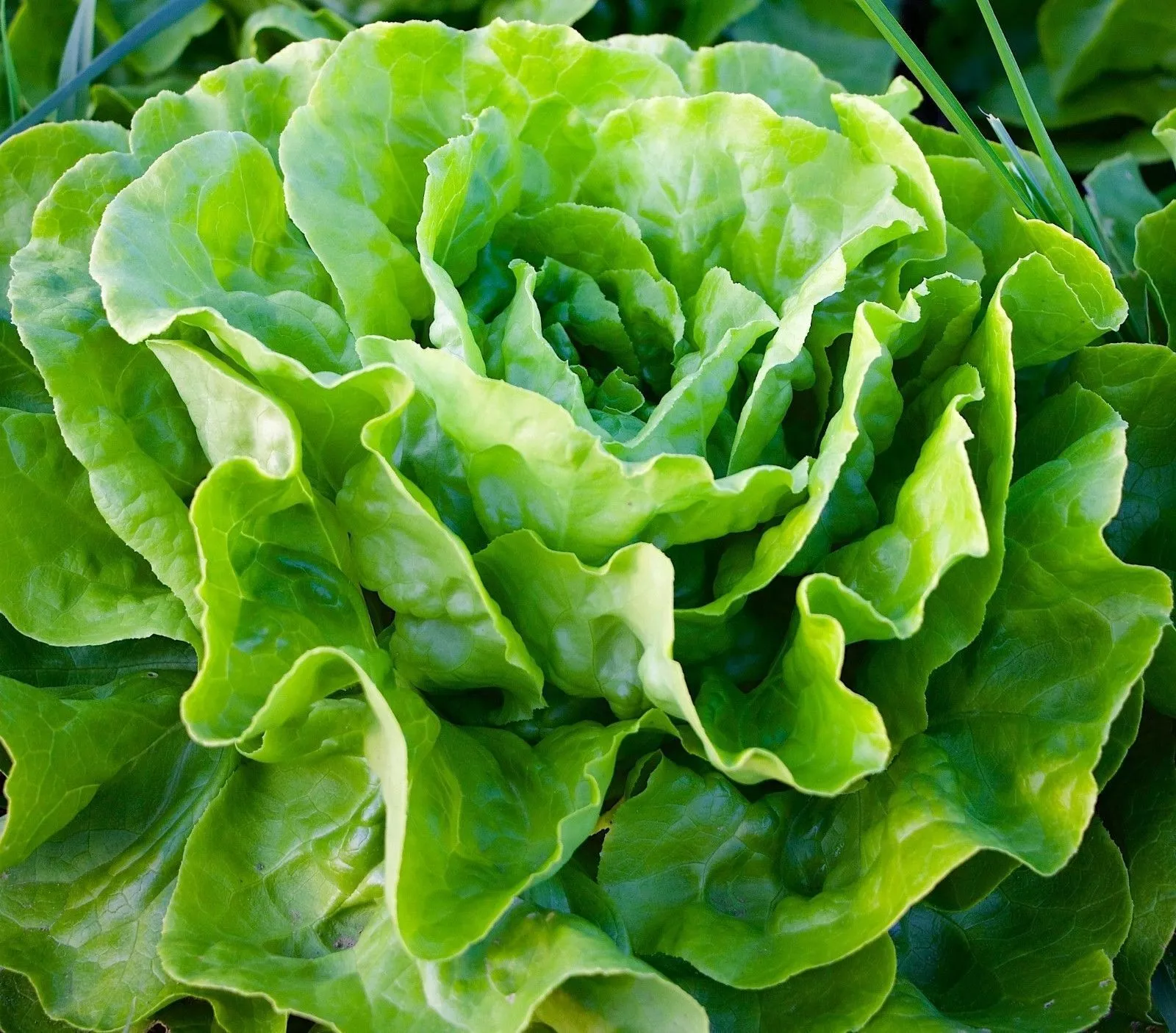 BPASTORE 500 Seeds Tom Thumb Leaf Lettuce Heirloom Garden - £7.08 GBP