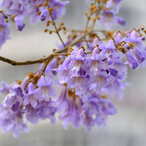 Fresh 200 Seeds Fastgrowing Paulownia Tree Seeds Purple Flowering Variety - $4.98