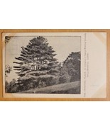 THE TRYSTING PLACE-ENTRANCE, CAMP MEETING, WILLIMANTIC CT. - C. 1901-07 ... - £3.34 GBP
