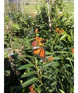 Milkweed 1 Plant 6&quot; tall Starter Plants 1-2 Branches - £6.99 GBP