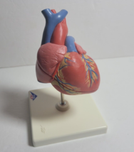 3B Scientific 3D Model of the Human Heart 2 Part with Stand - £32.08 GBP