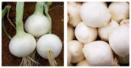 4000 Seeds Onion Large White Chinese vegetables - £19.97 GBP