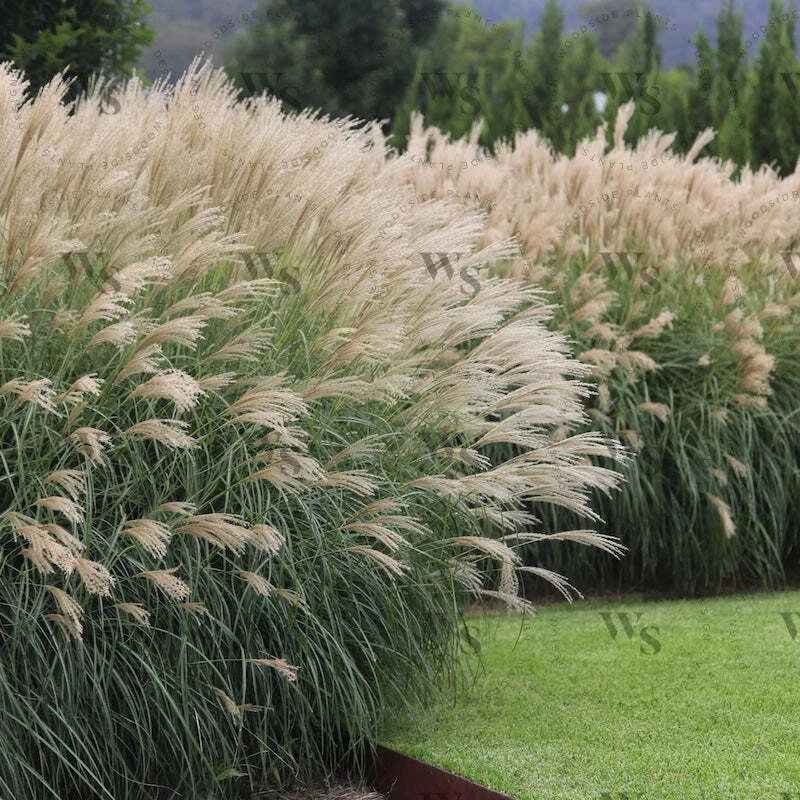 Miscanthus sinensis Gracillimus MAIDEN GRASS Seeds! - $16.42