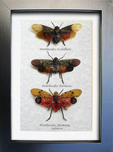 Trio Fulgoridae Real Penthicodes Entomology Collectible Museum Quality S... - £70.33 GBP