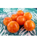 Starfire Isis - Perhaps the world&#39;s most beautiful cherry tomato, J&amp;L va... - £3.38 GBP