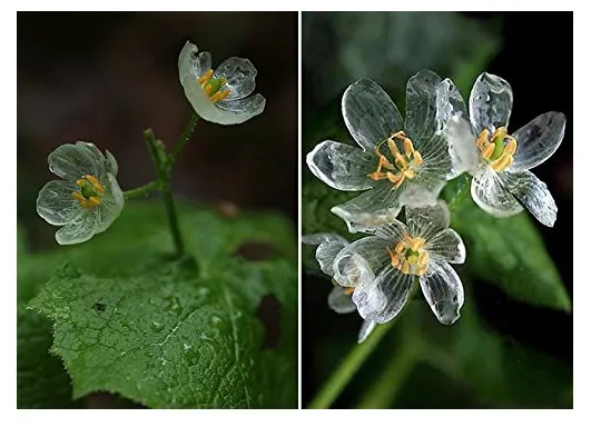 Heirloom Skeleton Flowers Seeds Seeds Astilboides tabularis Bonsai  200  Seeds - £7.46 GBP