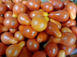 Red Pear Tomato *Heirloom* 20 Seeds *Organic * Seeds Of Life - $2.99