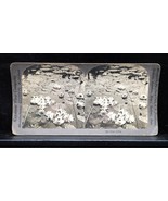 Antique Keystone Co Stereoview Pond Lillies 503 - $241.11 MXN