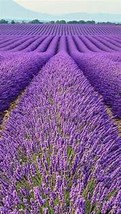 Lavender Imported Provence Bright Purple Lavandula Angustifolia  Seeds SH11990C - £11.04 GBP