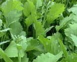 400 Broccoli Raab Seeds Early Spring Rapini Rabe Rapa Broccoli Asparago ... - $8.99