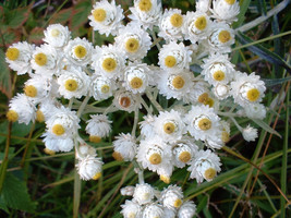 GIB 100 Pearly Everlasting Anaphalis Margaritacea Fragrant Butterfly Flo... - £14.11 GBP