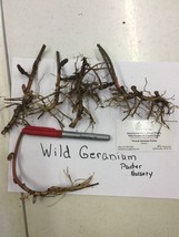WILD GERANIUM 10 roots (maculatum) image 2