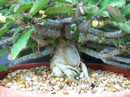 Euphorbia razafindratsirae exotic madagascar bonsai caudex cacti seed 10 seeds - £10.92 GBP