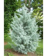 CLK Blue Ice Arizona Cypress Tree - Live Plant - ( 1 QT ) - $724.98 MXN