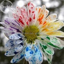 Rare Rainbow Chrysanthemum Flower Indoor Garden, 100 Seeds, fragrant attractive  - £2.78 GBP