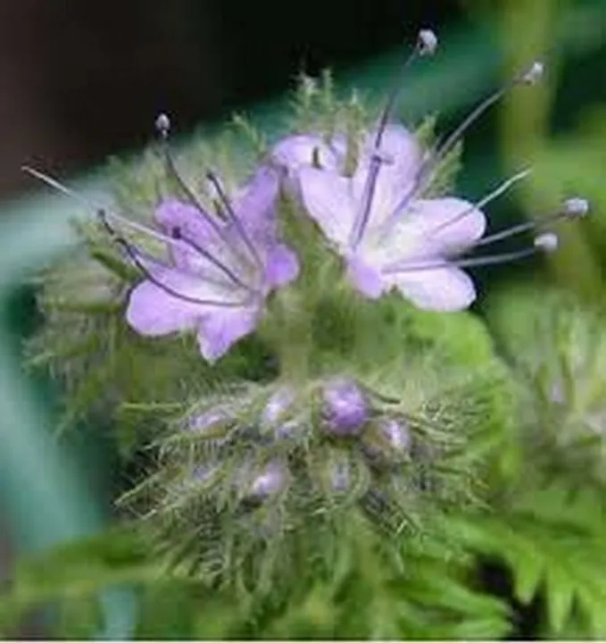 Flower Purple Tansy Fiddleneck 250 Seeds - £7.68 GBP