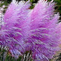 Colorful Pampas Grass Cortaderia Bonsai - 300 Seeds - £5.84 GBP